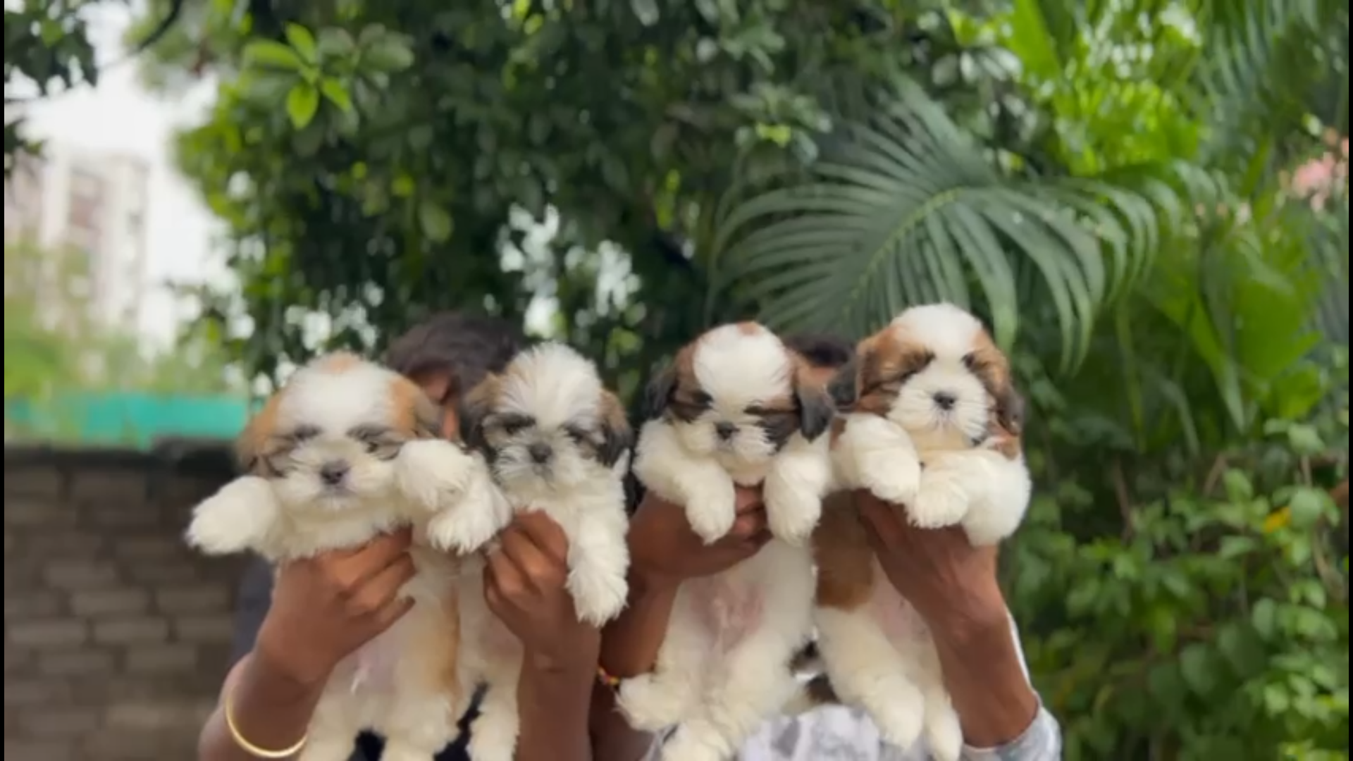 Shih Tzu